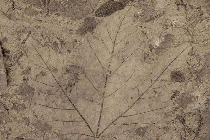 Miocene Fossil Leaf (Platanus) - Idaho #189101